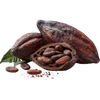 Cocoa