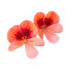 Geranium