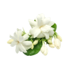 Jasmine