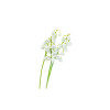 Lily of the Valley
