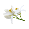 Neroli