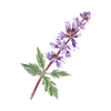 Patchouli