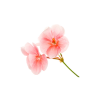 Rose Geranium