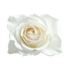 White Rose