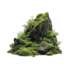 Moss